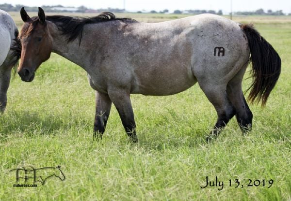 WYO One Sock's 2018 Roan Filly -SOLD